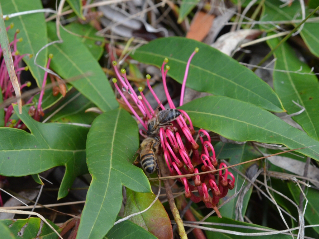 prostrate grevillea with bees
