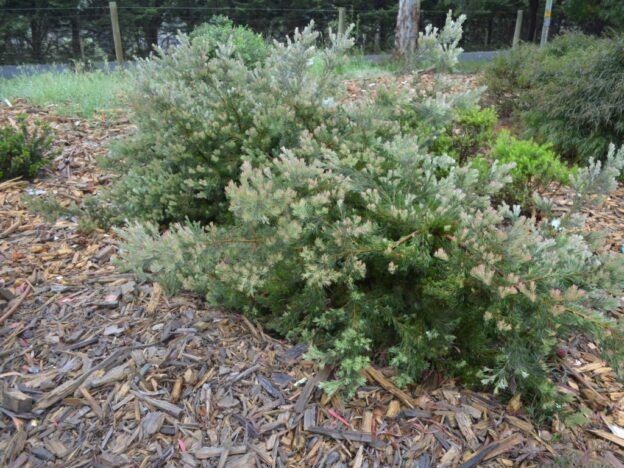 Adenanthos x cunninghamii – Woolly Bush | Gardening With Angus