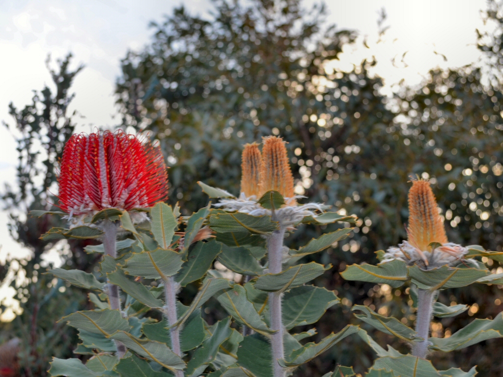 Banksia coccinea - scarlet banksia buds and flowers