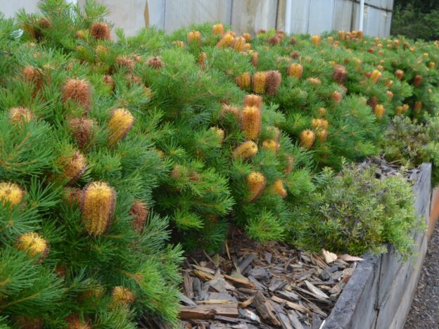 Banksia spinulosa ‘Coastal Cushion’ Hairpin Banksia