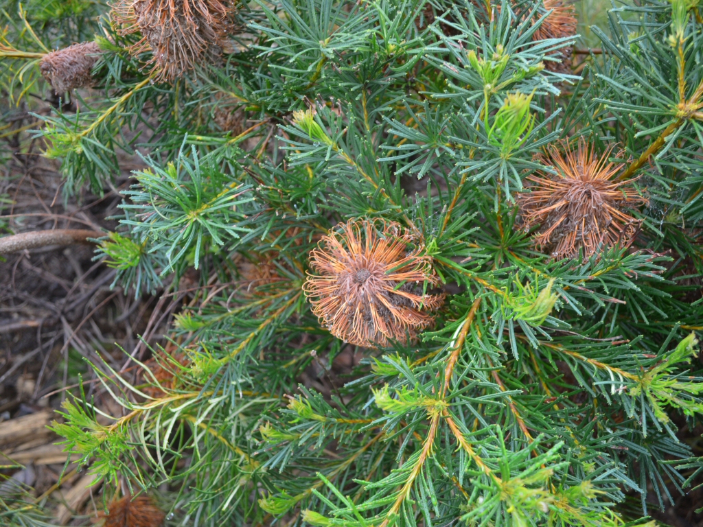 Banksia spinulosa hairpin banksia 'Coastal Cushion is a good low growing Australian shrub