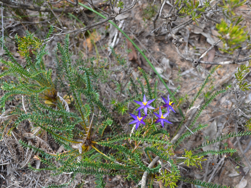 Calectasia cyanea - blue tinsel lily
