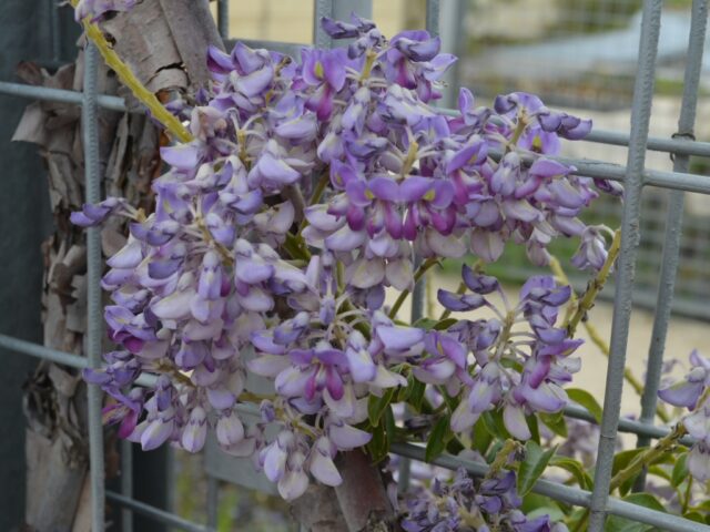 Callerya megasperma - native wisteria