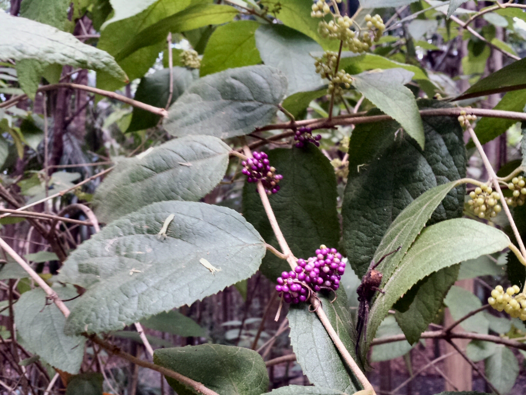 Callicarpa pedunculata - velvet leaf has bird attracting berries