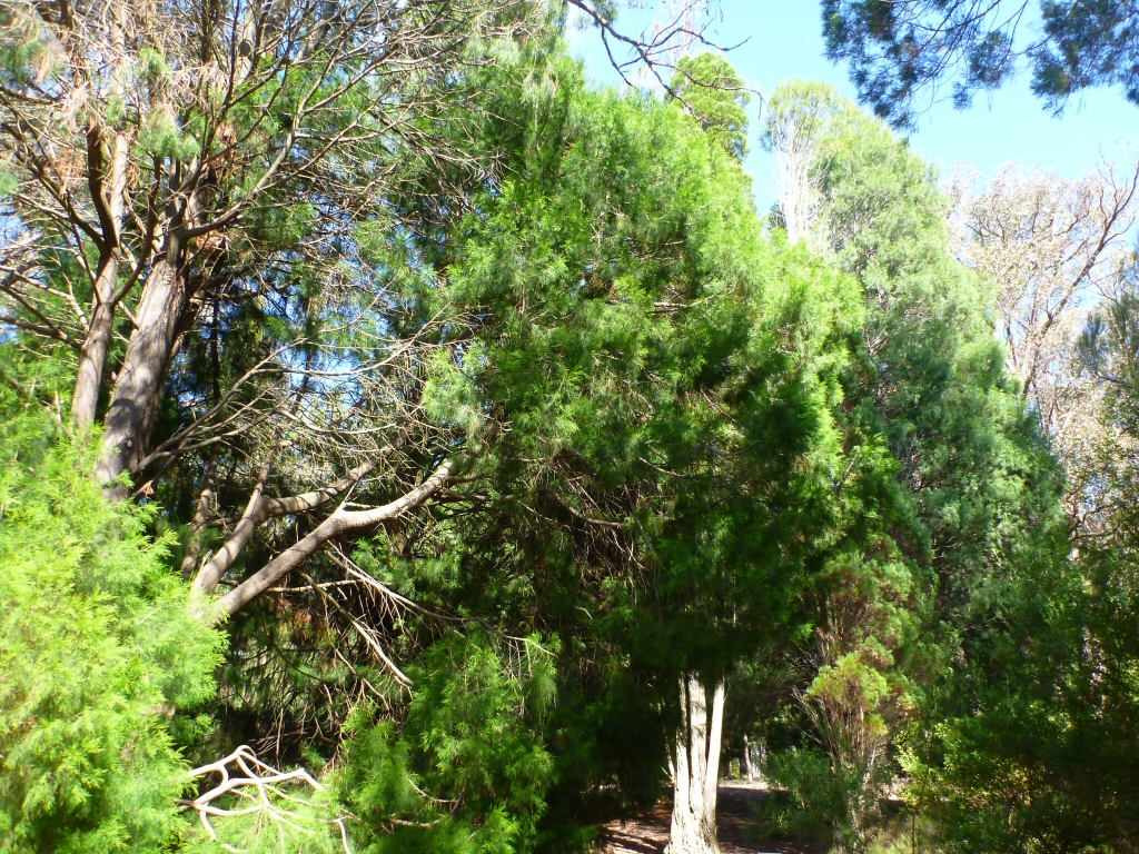 Callitris rhomboidea - Oyster Bay pine