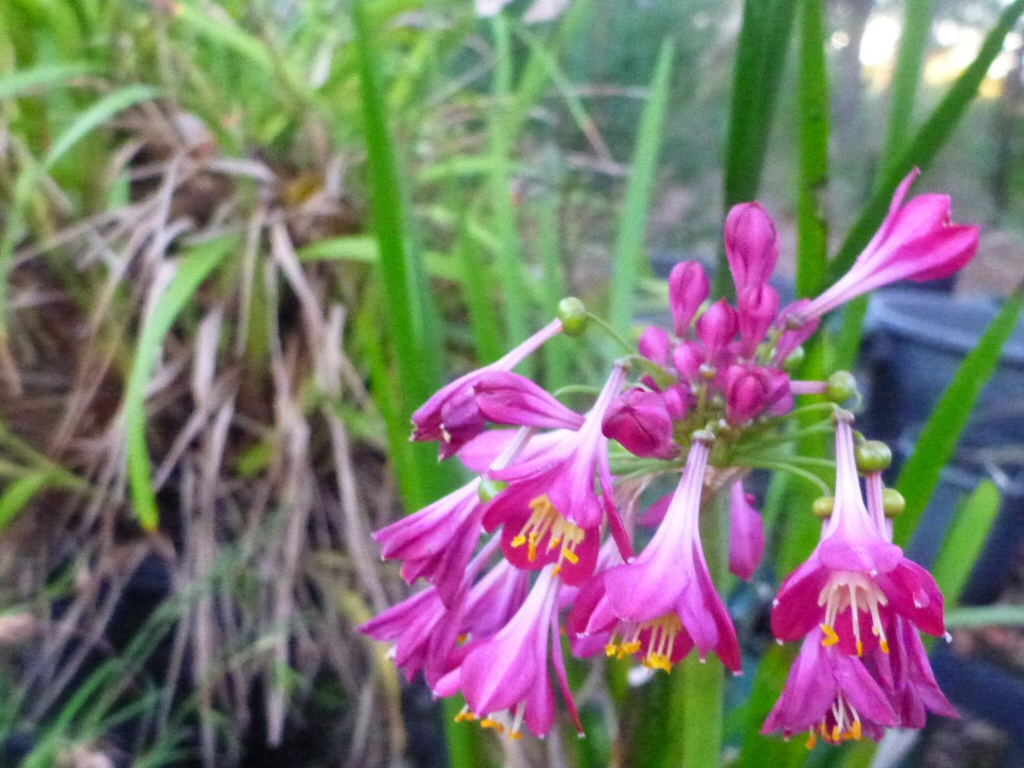 Calostemma purpureum - garland lily