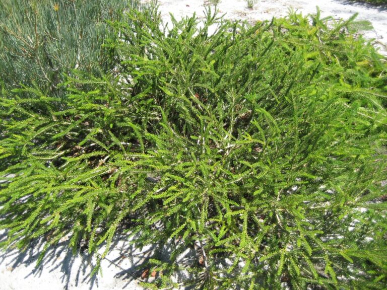 Calothamnus quadrifidus ‘Little Ripper’ – One Sided Bottlebrush ...