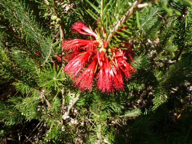 Calothamnus quadrifidus ‘Little Ripper’ – One Sided Bottlebrush ...