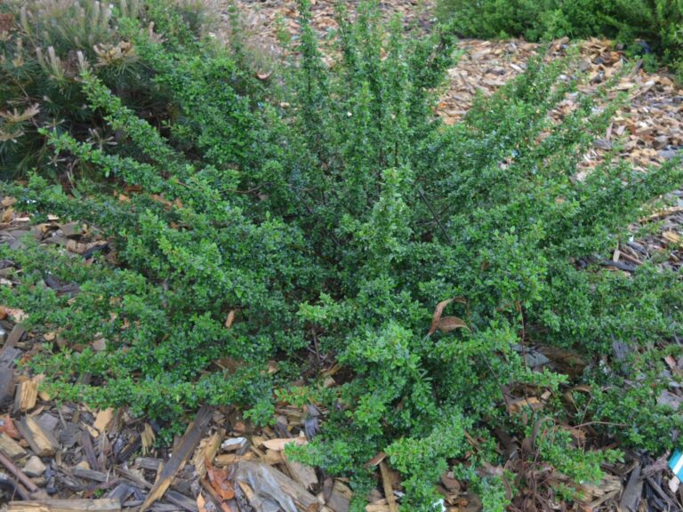 Correa pulchella ‘Little Cate’ – Native Fuchsia | Gardening With Angus
