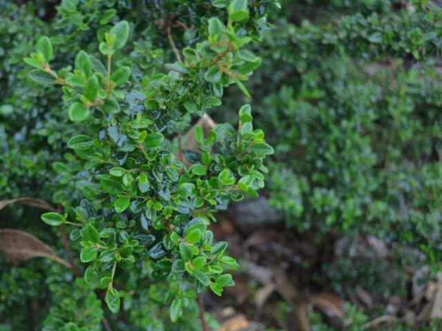 Correa pulchella native fuschia 'Little Cate'