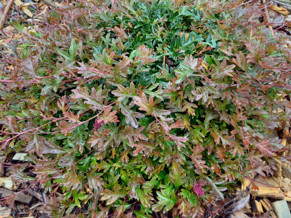 Grevillea gaudichaudii is a superb Australian ground cover plant