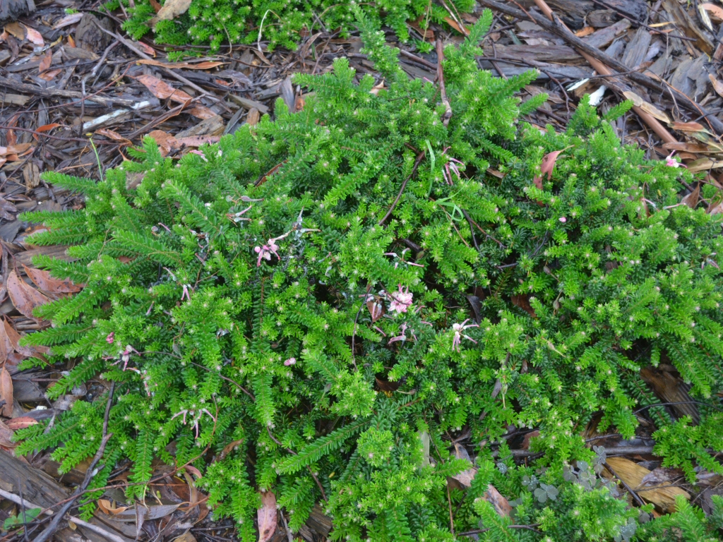 Grevillea lanigera 'Mt Tamboritha' is a great ground cover australian shrub