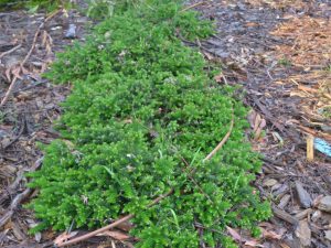 Grevillea lanigera ‘Mt Tamboritha’ | Gardening With Angus