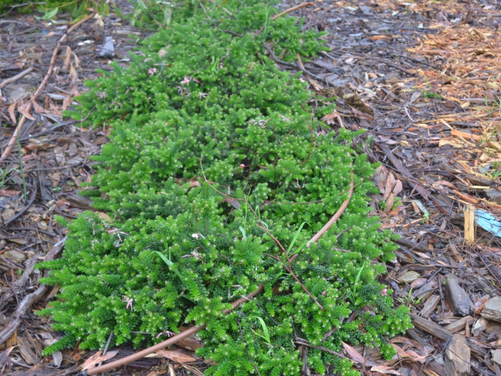 Grevillea lanigera 'Mt Tamboritha' is a drought tolerant australian groundcover