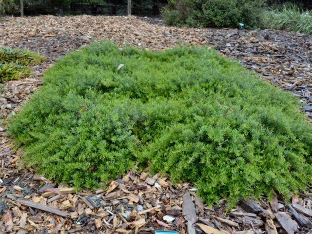 Grevillea obtusifolia 'Gin Gin Gem' is a superb ground cover australian plant