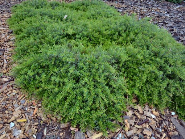 Grevillea obtusifolia ‘Gin Gin Gem’ | Gardening With Angus