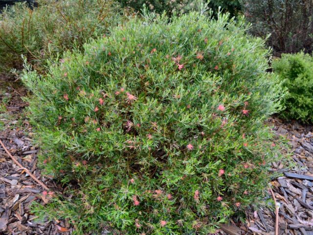 Grevillea 'Red Sunset'