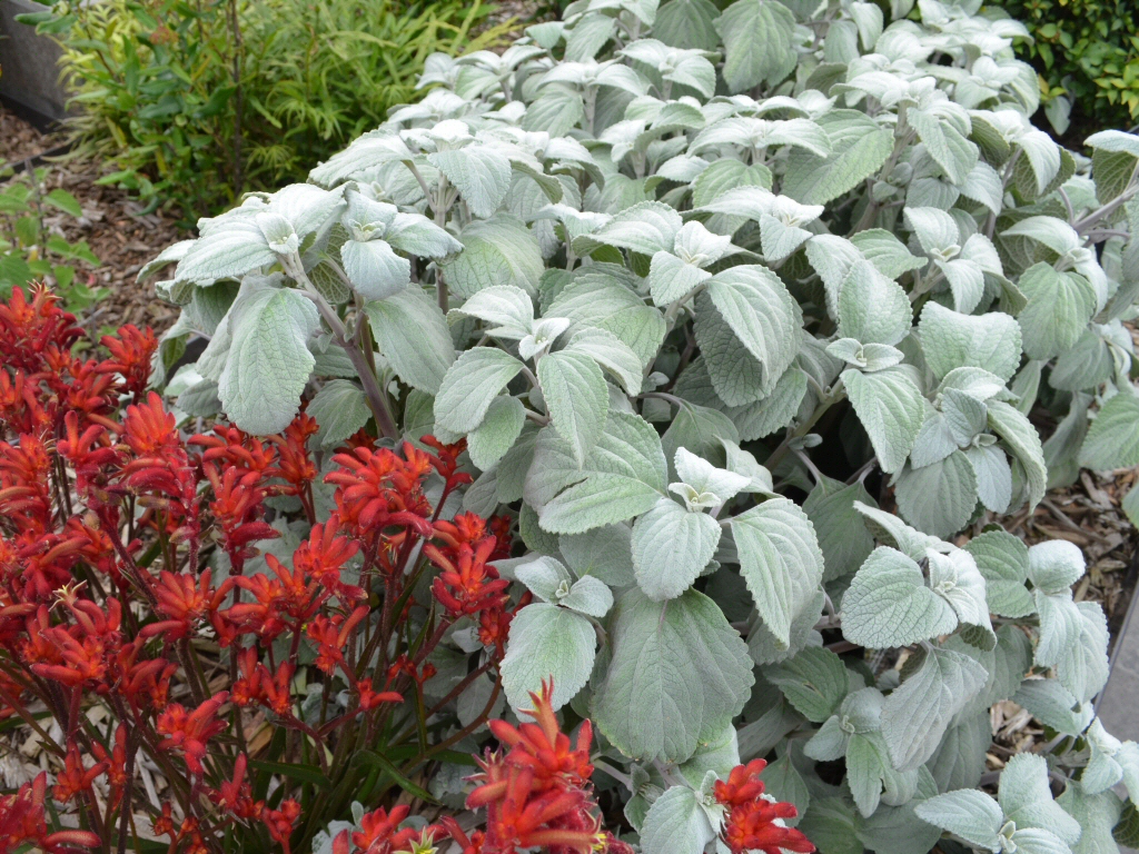 Plectranthus nitidus - silver Plectranthus is a good plant for shade as well as sun