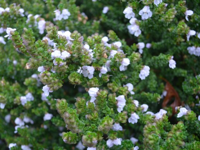 Prostanthera cuneata - alpine mint bush