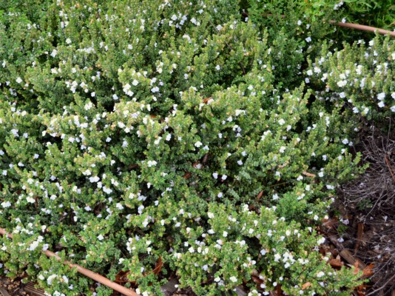 Prostanthera cuneata – Alpine Mint Bush | Gardening With Angus