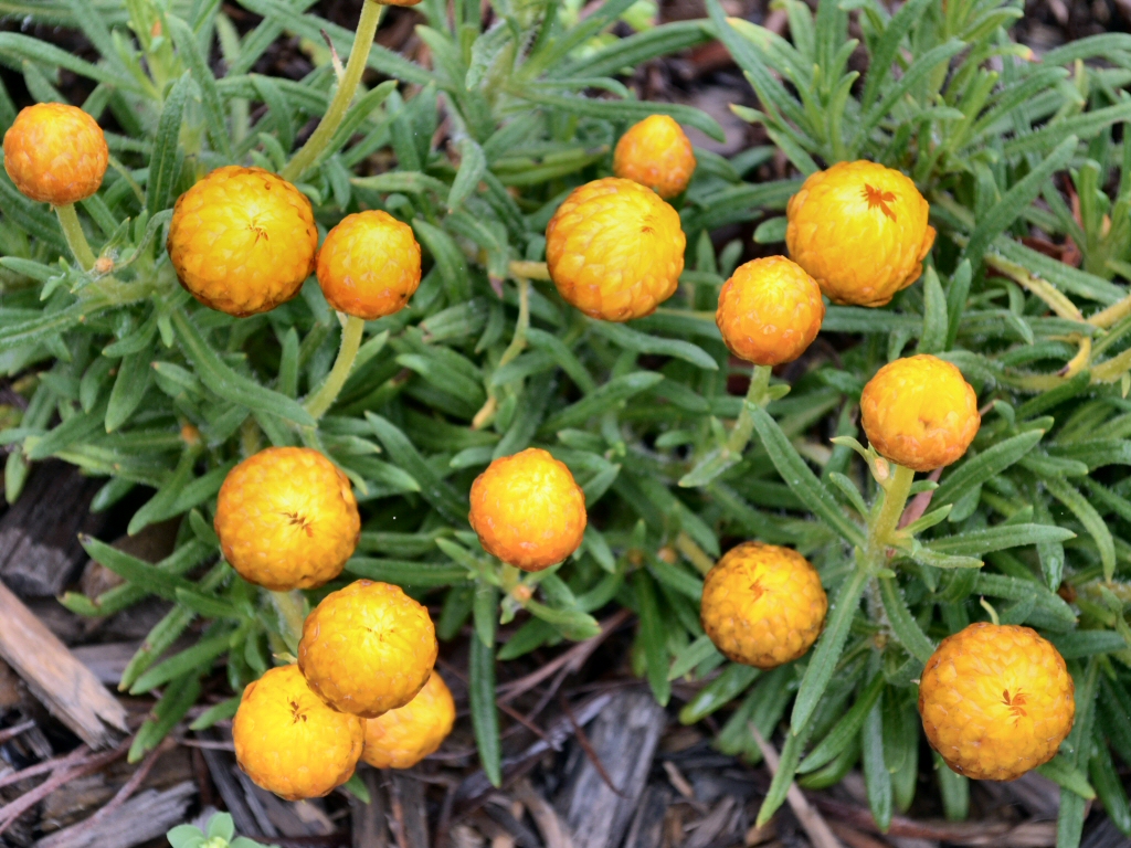 Xerochrysum bracteatum 'Everlasting Gold' is a great small flowering plant