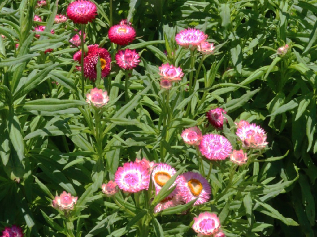 Xerochrysum bracteatum - everlasting daisy- shades of pink