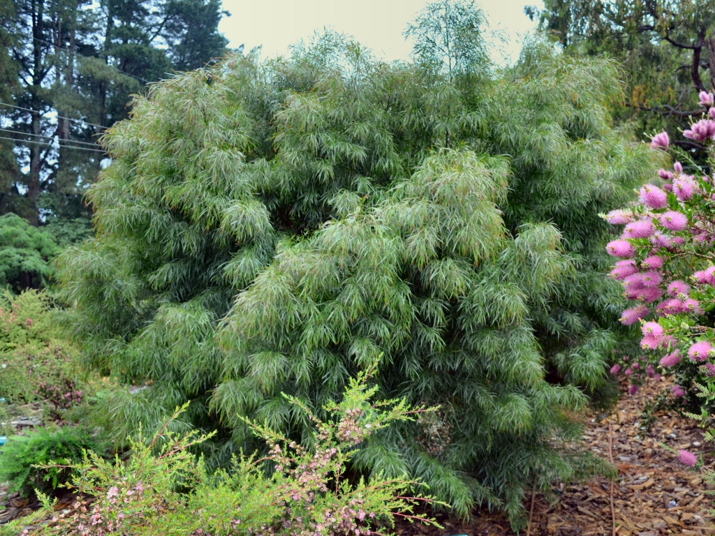 Acacia cognata 'Burgundy Cascade' has weeping foliage