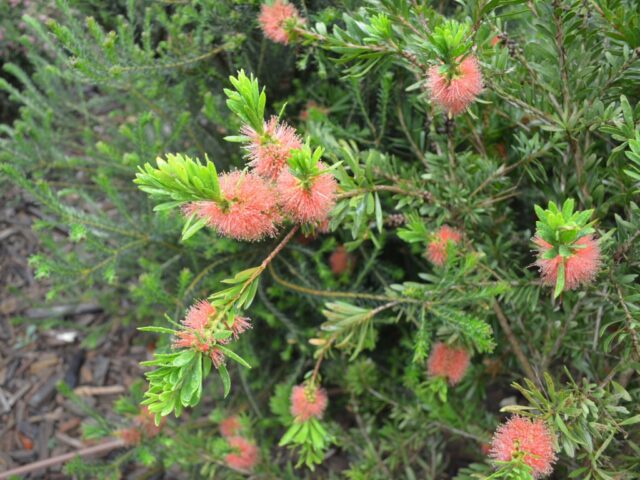 Callistemon 'Tangerine Dream'