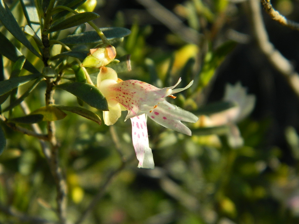 Eremophila alternifolia - Poverty Bush has medicinal uses