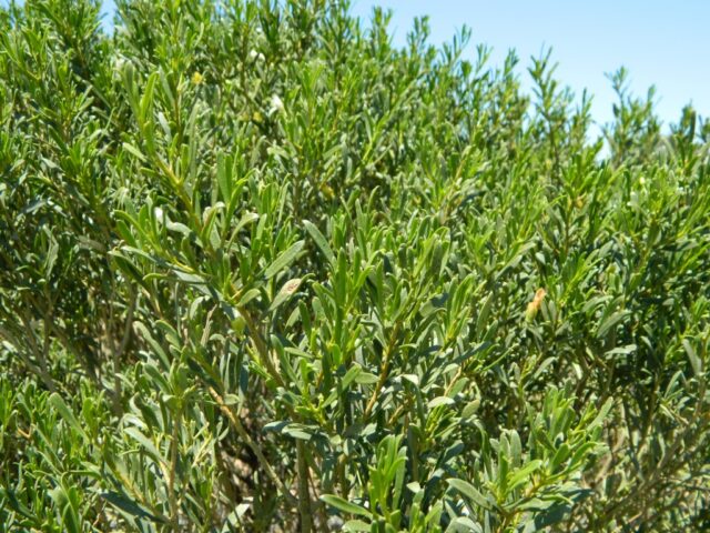 Eremophila alternifolia - Poverty Bush