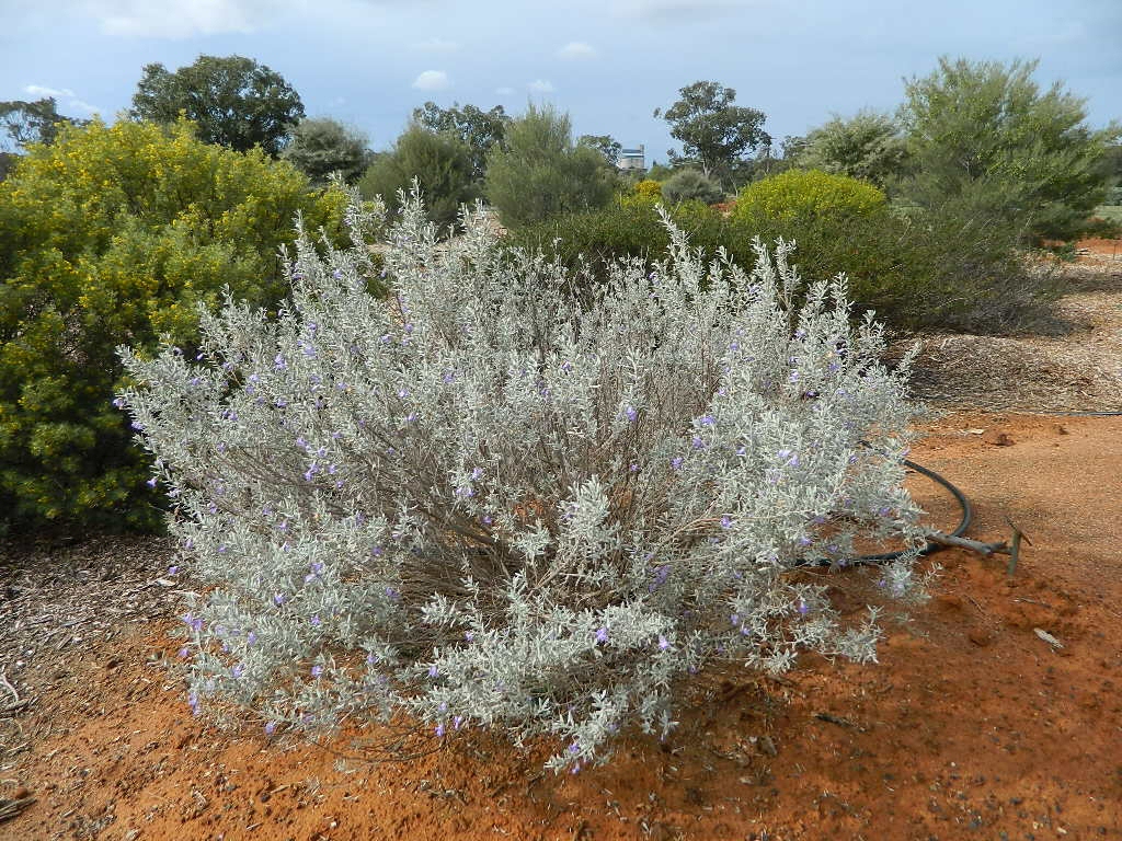 Eremophila bowmanii ssp latifolia - Velvet fuschia bush