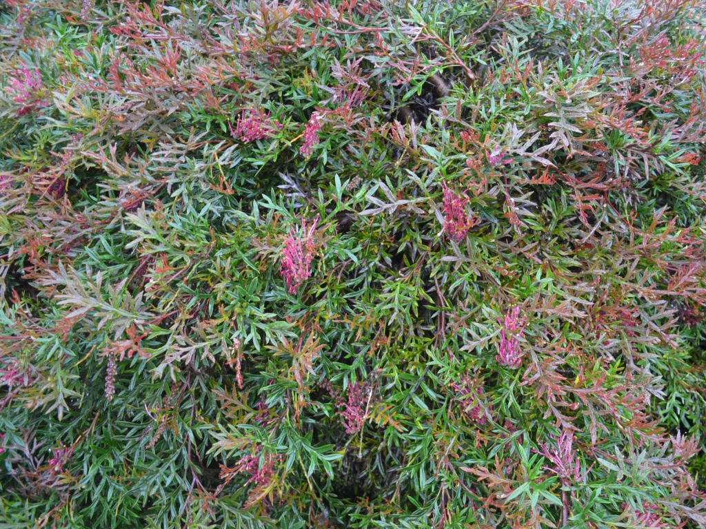 Grevillea 'Bronze Rover' is a superb australian ground cover