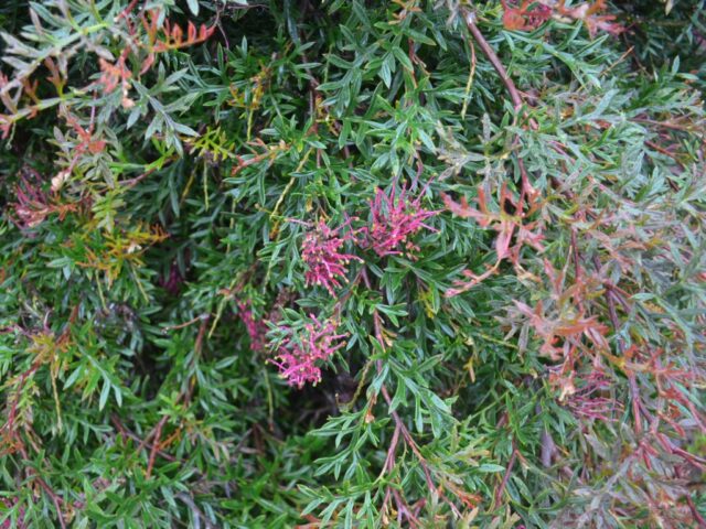 Grevillea 'Bronze Rover' is bird attracting