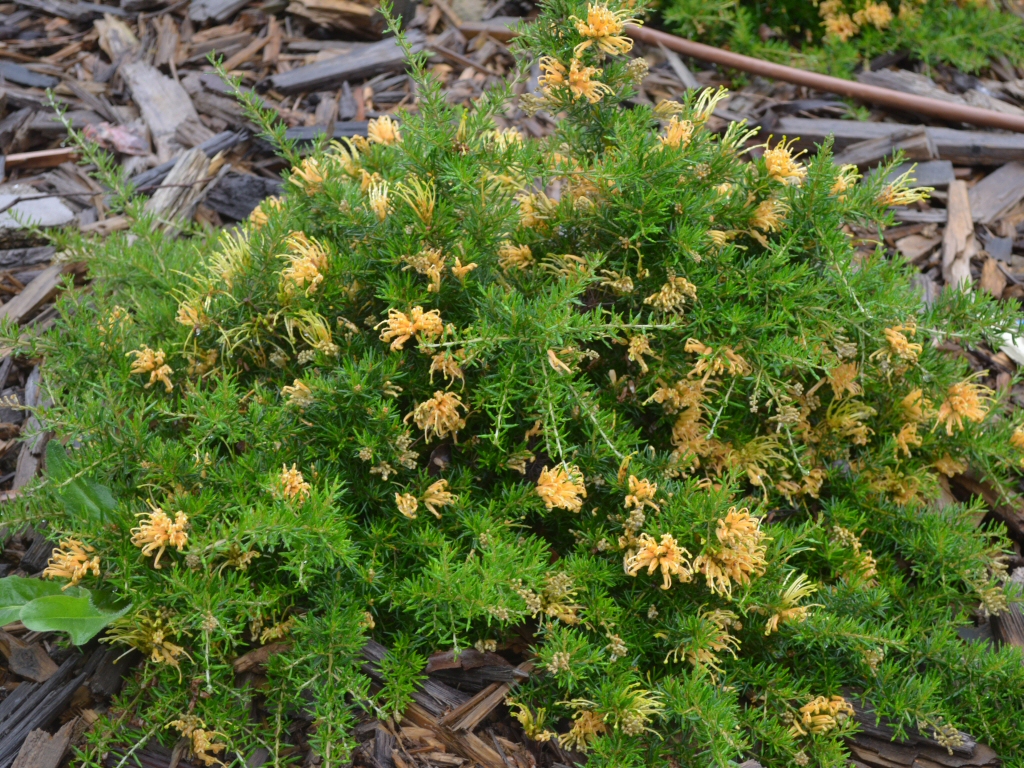 Grevillea juniperina 'Molonglo' has prickly foliage to deter pets and people