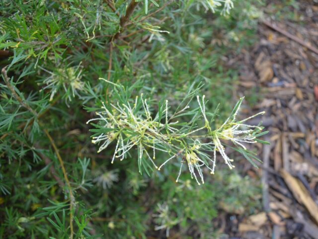 Grevillea 'Lemon Supreme'