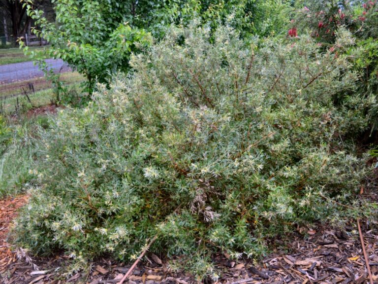 Grevillea ‘Lemon Supreme’ | Gardening With Angus