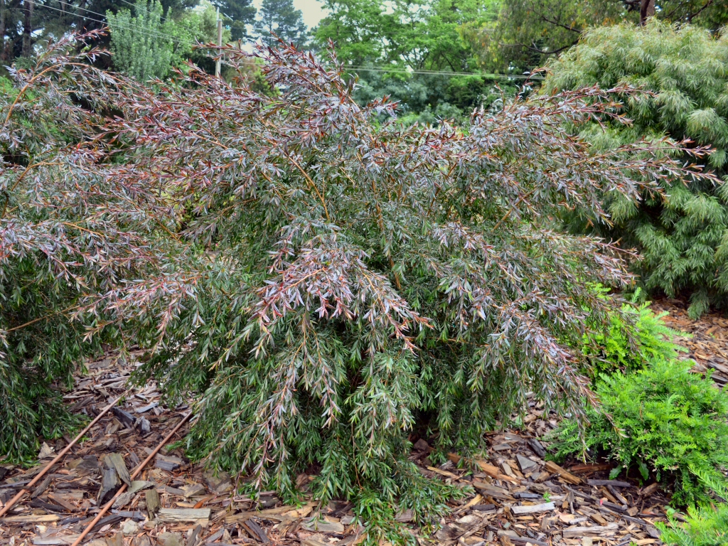 Leptospermum polygalifolium tea tree 'Copper Glow'