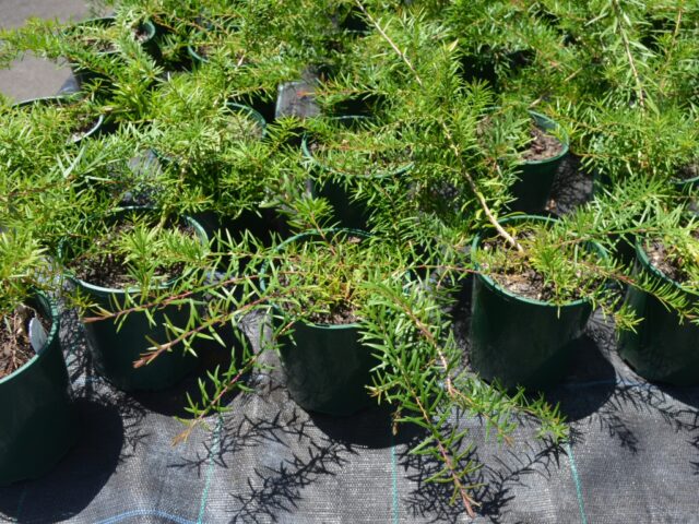 Melaleuca nodosa prostrate form from mid coast NSW