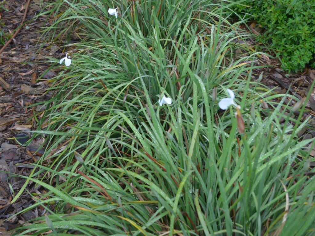 Patersonia occidentalis - Native Iris