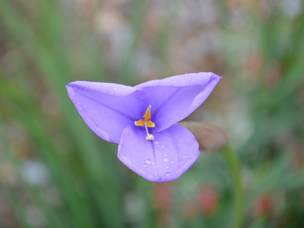 Patersonia occidentalis- native iris