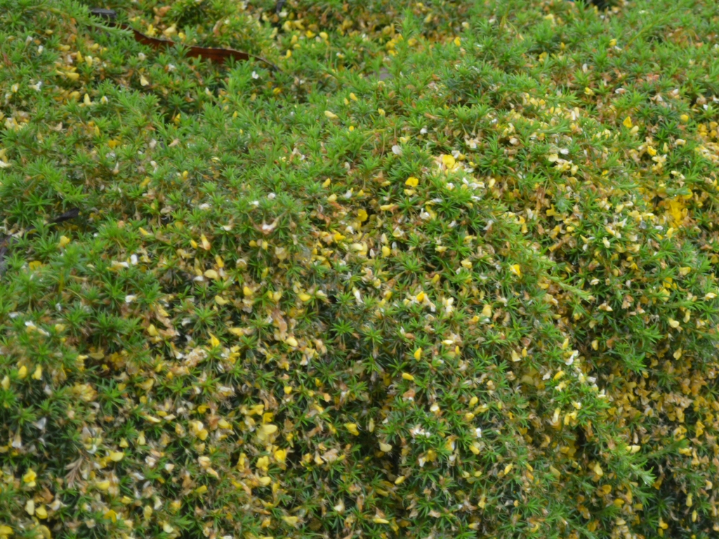 Pultaneae pedunculata 'Pyalong Gold' is a hardy australian ground cover