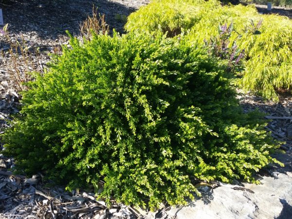 Acacia howittii ‘Honey Bun’ – Wattle | Gardening With Angus