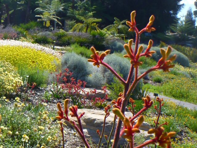 Anigozanthos kangaroo paw 'Landscape Gold'