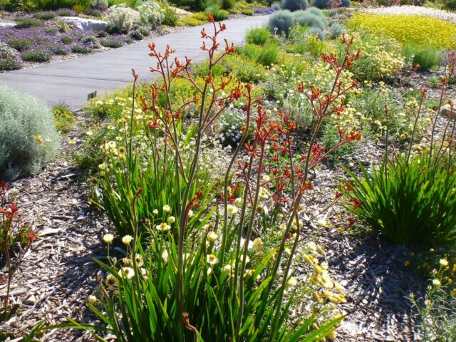 Anigozanthos kangaroo paw 'Landscape Gold'