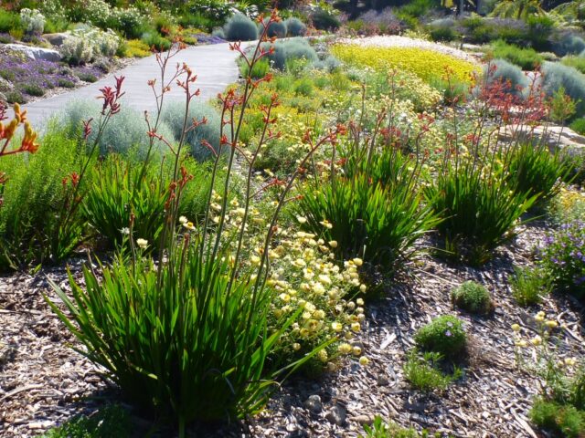 anigozanthos_kangaroo-paw_landscape-gold-3 | Gardening With Angus