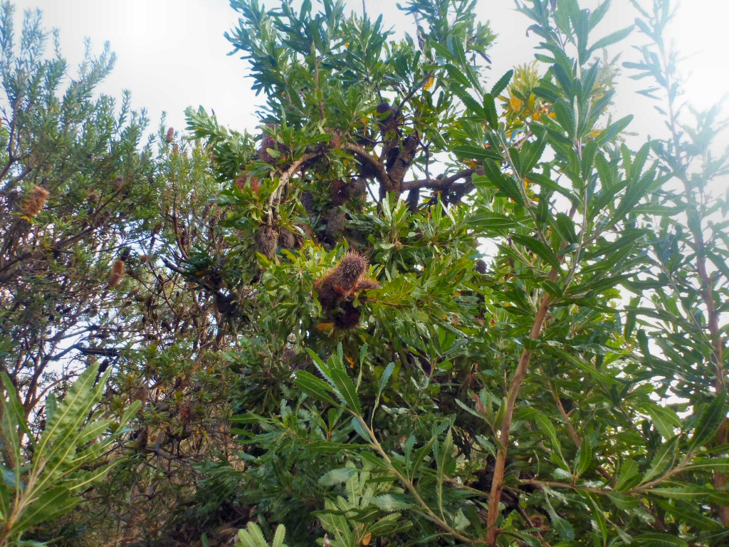 Banksia serrata - Old Man Banksia