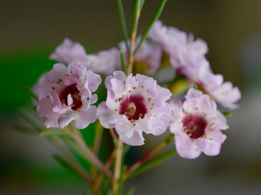 Chamelaucium uncinatum hybrid 'Pink Ruffles' Geraldton Wax