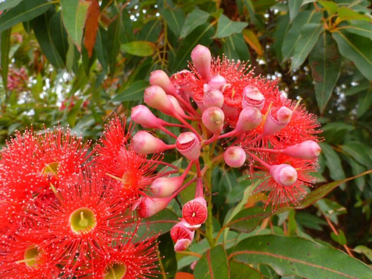 Corymbia ficifolia – Flowering Gum | Gardening With Angus