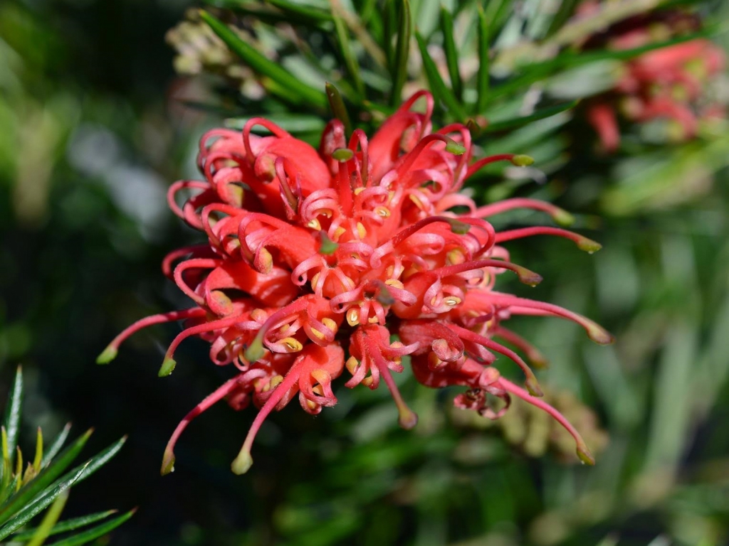 Grevillea 'Juniper Rose' Australian native ground cover