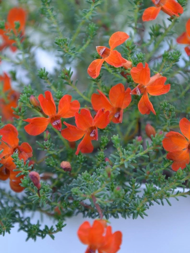 Lechenaultia Formosa 'Stirling Orange' an Australian native ground cover